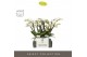 Phalaenopsis multiflora wit Theatro Funk 4 spike in Abruzzo White Aquo 