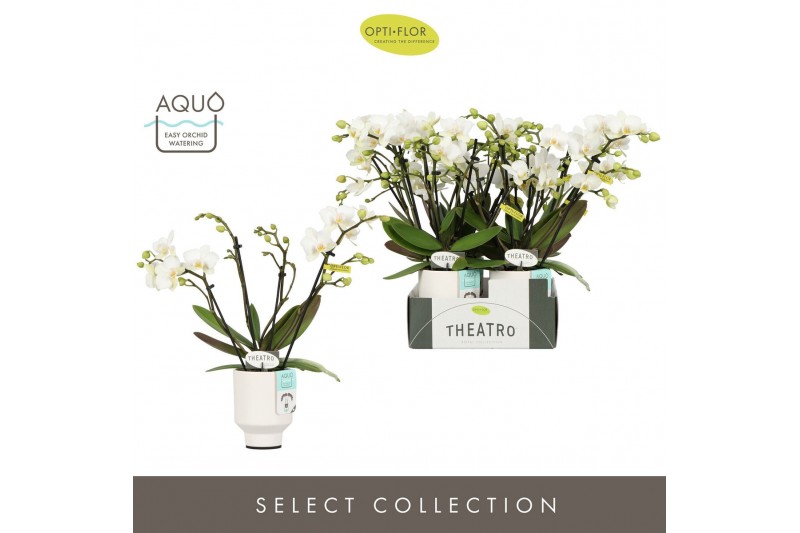Phalaenopsis multiflora wit Theatro Funk 4 spike in Emilia White Aquo  