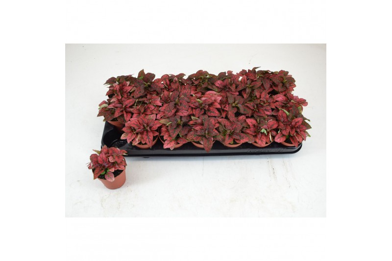 Hypoestes confetti compact red HYPOESTES ROOD 4 pp 
