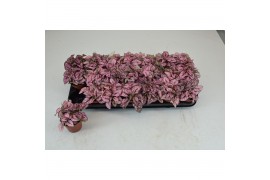 Hypoestes confetti compact rose HYPOESTES ROSE 4 pp