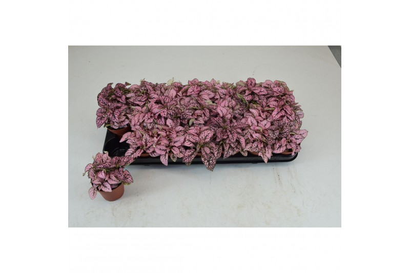 Hypoestes confetti compact rose HYPOESTES ROSE 4 pp 