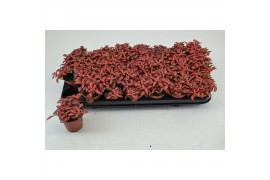 Fittonia forest flame FITTONIA FOREST FLAME 8,5 CM 4 pp