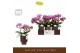 Phalaenopsis multiflora paars Freedanzo Robin in Emilia Brown Aquo 30  