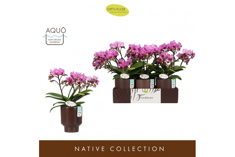 Phalaenopsis multiflora paars Freedanzo Robin in Emilia Brown Aquo 30  