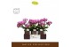 Phalaenopsis multiflora paars Freedanzo Robin in Emilia Brown Aquo 30  