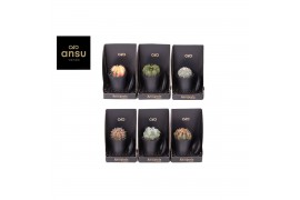 Cactus Xerophyte Collection - Cactus Mix