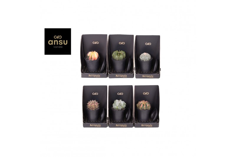 Cactus Xerophyte Collection - Cactus Mix 