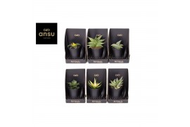 Sansevieria Xerophyte Collection - Sansevieria Mix