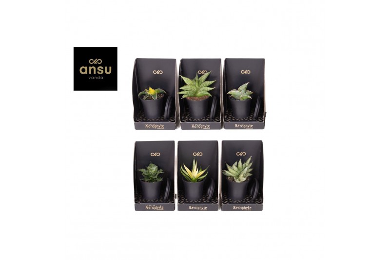 Sansevieria Xerophyte Collection - Sansevieria Mix 