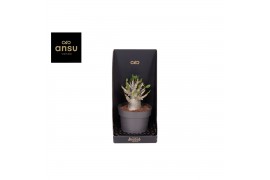 Adenium ansu baobab (niet bloeiend) Baobab Adenium - Collection