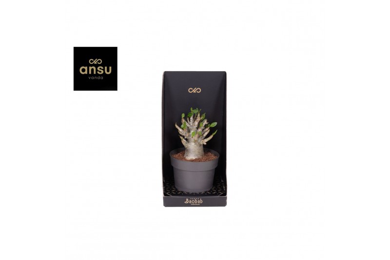 Adenium ansu baobab (niet bloeiend) Baobab Adenium - Collection 