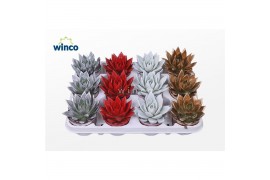 Echeveria agavoides Echeveria Agavoides Paint Christmas Mix 1 bl.