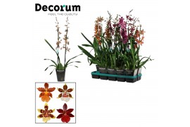 Cambria mix Cambria 2 tak mix lang (Decorum)2 tak/plnt