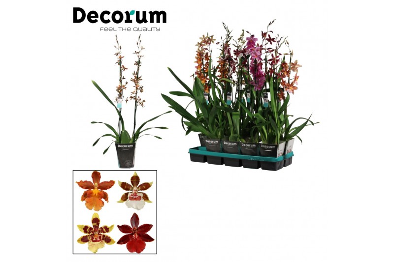 Cambria mix Cambria 2 tak mix lang (Decorum)2 tak/plnt 