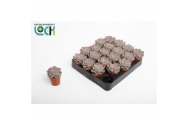 Echeveria zonder bloem Echeveria Pelisuda