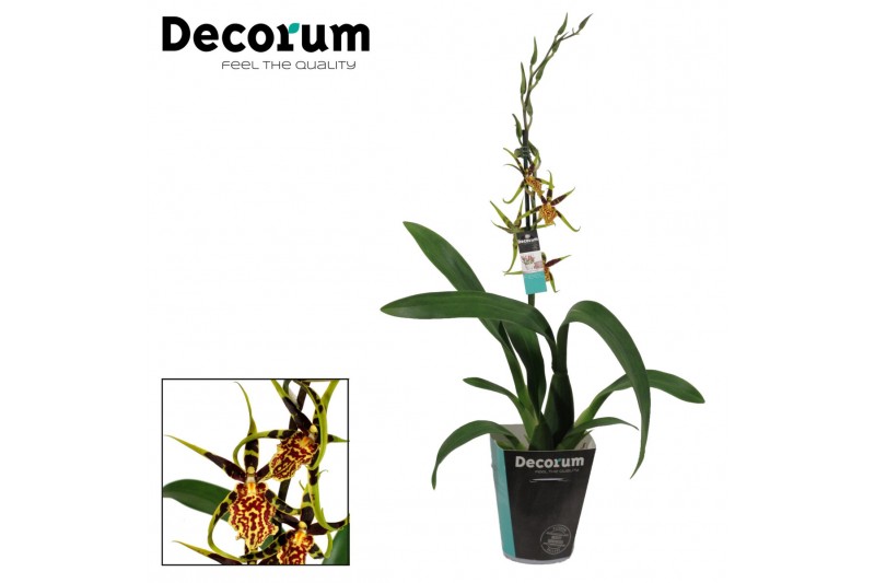 Cambria mix Cambria 1 tak Mystic Maze (Decorum) 1 tak/plnt 