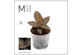 Ludisia discolor Mimesis Jewel Orchid KARMA Ludisia Ruby - 7cm1 tak/pl