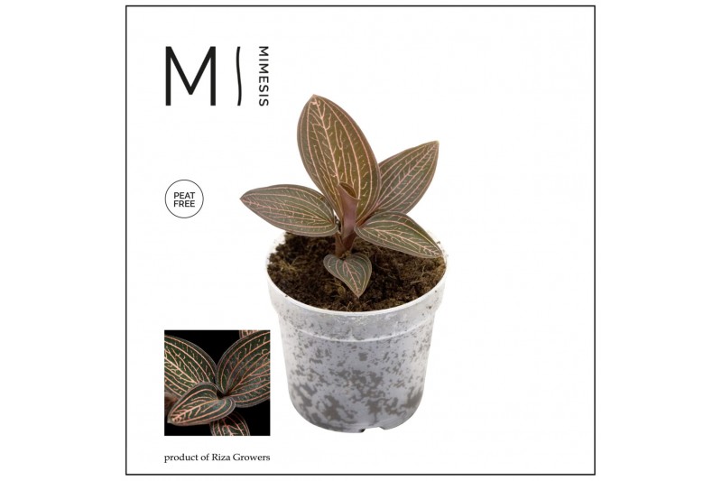 Ludisia discolor Mimesis Jewel Orchid KARMA Ludisia Ruby - 7cm1 tak/pl 