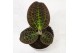 Macodes petola Mimesis Jewel Orchid KARMA Macodes Tiger Eye - 7cm2 pp 