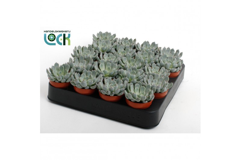 Echeveria Echeveria Derenbergii 1 bl. 