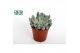Echeveria Echeveria Derenbergii 1 bl. 