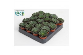 Echeveria Echeveria Rondo