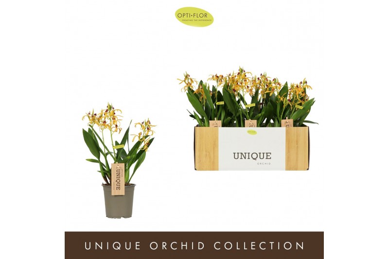 Orchidee Encyclia Yellow14 bl. 3 tak/plnt 500 