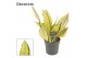 Sansevieria trifasciata Sansevieria Gold dust 12 cm (Decorum) 