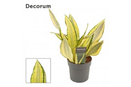 Sansevieria trifasciata Sansevieria Gold dust 12 cm (Decorum)