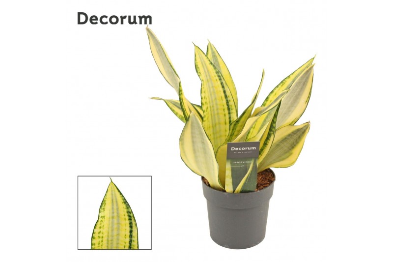 Sansevieria trifasciata Sansevieria Gold dust 12 cm (Decorum) 