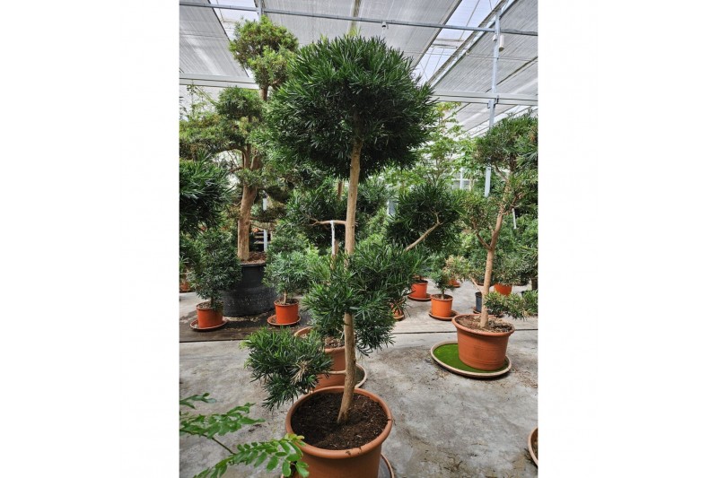 Podocarpus nivalis Podocarpus macrophylla1 pp 