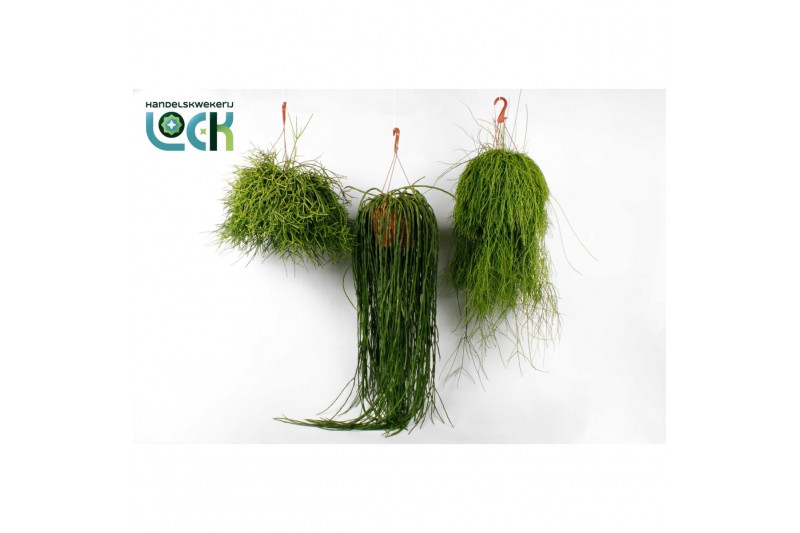 Rhipsalis Rhipsalis mix 