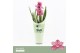 Cymbidium Cymbidium, Simono 1-spike Orchid Collection Potcover 1 tak/p 