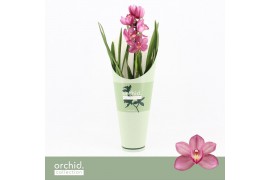 Cymbidium Cymbidium, Simono 1-spike Orchid Collection Potcover 1 tak/p