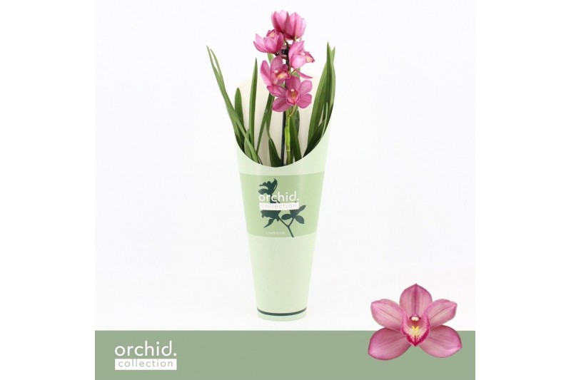 Cymbidium Cymbidium, Simono 1-spike Orchid Collection Potcover 1 tak/p 