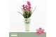 Cymbidium Cymbidium, Simono 2-spike Orchid Collection Potcover 2 tak/p 
