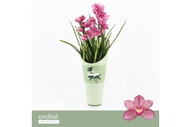 Cymbidium Cymbidium, Simono 2-spike Orchid Collection Potcover 2 tak/p