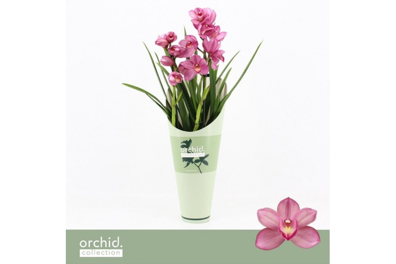 Cymbidium Cymbidium, Simono 2-spike Orchid Collection Potcover 2 tak/p 