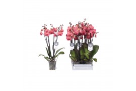 Phalaenopsis anthura narbonne Phalaenopsis Narbonne, 4-spike 25+25 bl.