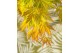 Acer palmatum Acer palm. Orange Lace ® C14 struik 
