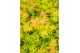Acer palmatum Acer palm. Orange Lace ® C14 struik 