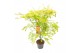 Acer palmatum Acer palm. Orange Lace ® C14 struik 
