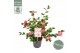 Camellia Camellia ja.Winter Perfume Pink® Premium15 bl. 
