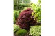 Acer palmatum shaina Acer palm. Shaina C14 struik 