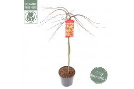 Acer palmatum Acer palm. Cascade Ruby C14 halfstam
