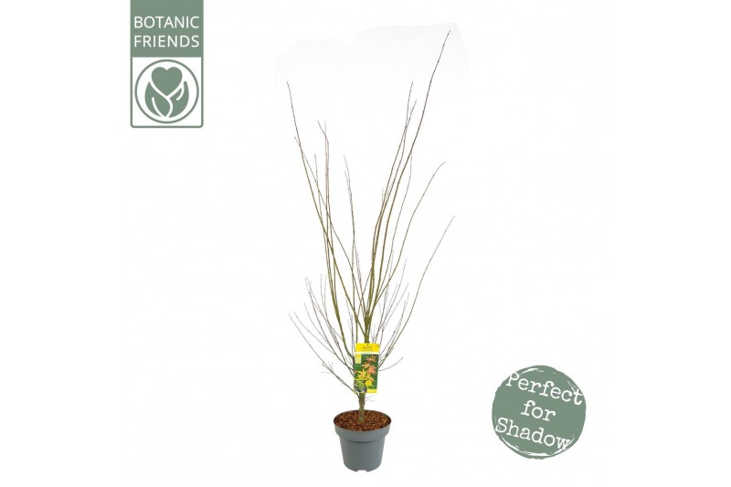 Acer palmatum orange dream Acer palm. Orange Dream C14 struik 