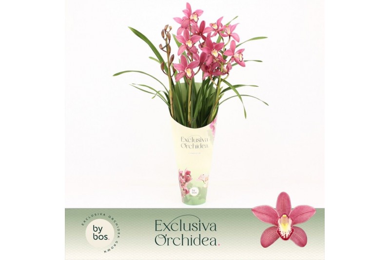Cymbidium Cymbidium, Pearl Flor 3-spike Exclusiva Orchidea Potcover 3  