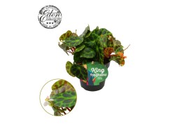 Begonia blad Begonia Kingiana 12cm 3 pp