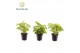 Syngonium Golden Allusion Syngonium Golden 7 cm 1 pp 