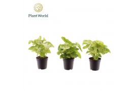 Syngonium Golden Allusion Syngonium Golden 7 cm 1 pp